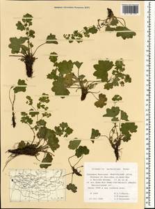 Alchemilla murbeckiana Buser, Mongolia (MONG) (Mongolia)