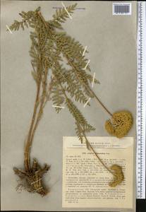 Achillea filipendulina Lam., Middle Asia, Pamir & Pamiro-Alai (M2) (Tajikistan)