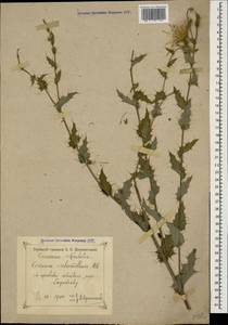 Cirsium echinus (M. Bieb.) Hand.-Mazz., Caucasus, Georgia (K4) (Georgia)