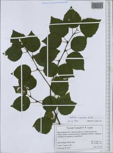 Betula aurata Borkh., Eastern Europe, Central forest region (E5) (Russia)