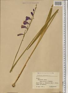 Gladiolus imbricatus L., Eastern Europe, Latvia (E2b) (Latvia)