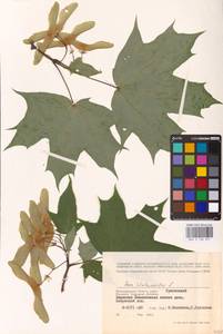 Acer platanoides L., Eastern Europe, Lower Volga region (E9) (Russia)