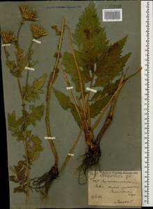 Serratula coronata L., Caucasus, Stavropol Krai, Karachay-Cherkessia & Kabardino-Balkaria (K1b) (Russia)