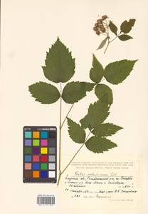 Rubus idaeus subsp. melanolasius Focke, Siberia, Russian Far East (S6) (Russia)