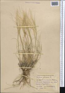 Stipagrostis plumosa (L.) Munro ex T.Anderson, Middle Asia, Pamir & Pamiro-Alai (M2) (Uzbekistan)