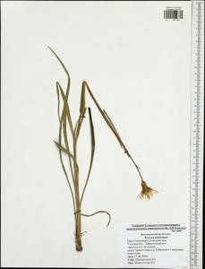 Pseudopodospermum tauricum (M. Bieb.) Vasjukov & Saksonov, Eastern Europe, Central region (E4) (Russia)