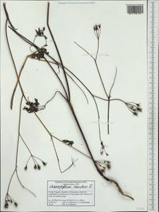 Chaerophyllum temulum L., Western Europe (EUR) (North Macedonia)