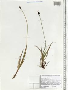 Carex norvegica Retz. , nom. cons., Eastern Europe, Northern region (E1) (Russia)