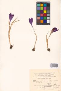 Crocus heuffelianus Herb., Eastern Europe, West Ukrainian region (E13) (Ukraine)