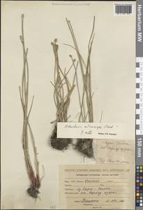 Eleocharis mitracarpa Steud., Middle Asia, Pamir & Pamiro-Alai (M2) (Kyrgyzstan)