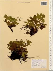 Potentilla brachypetala Fisch. & C. A. Mey. ex Lehm., Caucasus, Stavropol Krai, Karachay-Cherkessia & Kabardino-Balkaria (K1b) (Russia)