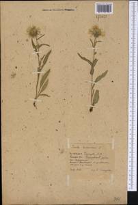 Pentanema britannicum (L.) D. Gut. Larr., Santos-Vicente, Anderb., E. Rico & M. M. Mart. Ort., Siberia, Western Siberia (S1) (Russia)