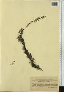 Myriophyllum verticillatum L., Western Europe (EUR) (Romania)
