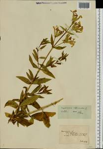 Saponaria officinalis L., Eastern Europe, South Ukrainian region (E12) (Ukraine)