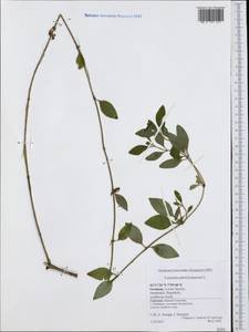 Lonicera periclymenum L., Western Europe (EUR) (Germany)