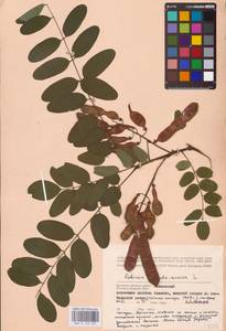 Robinia pseudoacacia L., Eastern Europe, Western region (E3) (Russia)