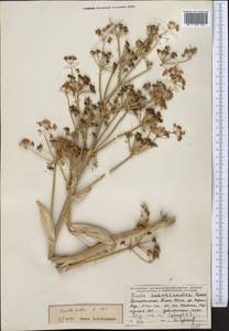 Ferula kelleri Koso-Pol., Middle Asia, Northern & Central Tian Shan (M4) (Kyrgyzstan)