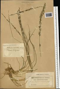 Molinia caerulea (L.) Moench, Eastern Europe, Latvia (E2b) (Latvia)