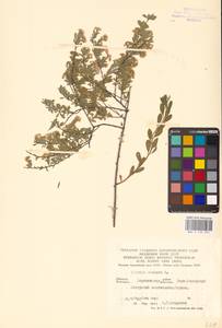 Spiraea crenata L., Eastern Europe, Central forest-and-steppe region (E6) (Russia)