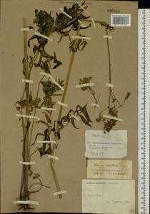 Valeriana officinalis L., Eastern Europe, North Ukrainian region (E11) (Ukraine)