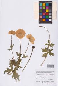 Trollius europaeus × asiaticus, Siberia, Western Siberia (S1) (Russia)