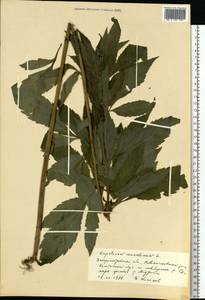 Eupatorium cannabinum L., Eastern Europe, South Ukrainian region (E12) (Ukraine)