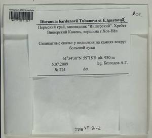 Dicranum bardunovii Tubanova & Ignatova, Bryophytes, Bryophytes - Permsky Krai, Udmurt Republic, Sverdlovsk & Kirov Oblasts (B8) (Russia)