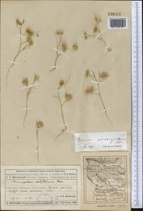Cuminum setifolium (Boiss.) Koso-Pol., Middle Asia, Muyunkumy, Balkhash & Betpak-Dala (M9) (Kazakhstan)