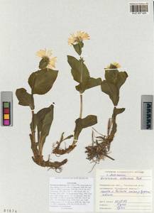 Doronicum altaicum Pall., Siberia, Altai & Sayany Mountains (S2) (Russia)