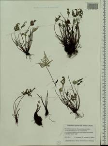 Aleuritopteris argentea (S. G. Gmel.) Fée, Siberia, Baikal & Transbaikal region (S4) (Russia)