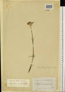 Dianthus borbasii, Eastern Europe, Moscow region (E4a) (Russia)