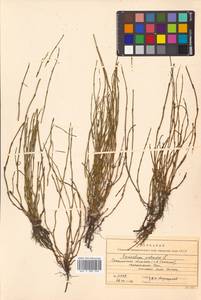 Equisetum palustre L., Siberia, Russian Far East (S6) (Russia)