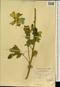 Althaea, South Asia, South Asia (Asia outside ex-Soviet states and Mongolia) (ASIA) (Iran)