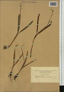 Galanthus nivalis L., Western Europe (EUR) (Romania)