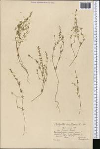Callipeltis cucullaris (L.) DC., Middle Asia, Kopet Dag, Badkhyz, Small & Great Balkhan (M1) (Turkmenistan)
