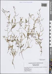 Chorispora tenella (Pall.) DC., Eastern Europe, Middle Volga region (E8) (Russia)