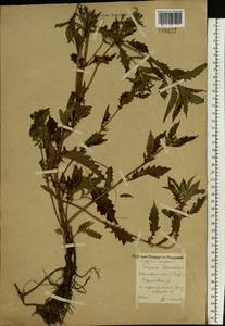 Lycopus europaeus L., Eastern Europe, Central forest region (E5) (Russia)