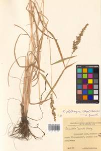 Echinochloa oryzoides (Ard.) Fritsch, Siberia, Russian Far East (S6) (Russia)