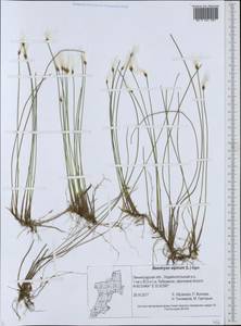 Trichophorum alpinum (L.) Pers., Eastern Europe, North-Western region (E2) (Russia)