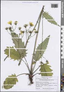 Hieracium murorum subsp. sylvularum (Jord. ex Boreau) Zahn, Eastern Europe, Central region (E4) (Russia)