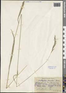 Brachypodium pinnatum (L.) P.Beauv., Siberia, Baikal & Transbaikal region (S4) (Russia)
