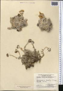 Richteria leontopodium Winkl., Middle Asia, Muyunkumy, Balkhash & Betpak-Dala (M9) (Kazakhstan)