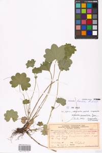 Alchemilla breviloba H. Lindb., Eastern Europe, Moscow region (E4a) (Russia)