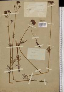 Valeriana, Siberia, Altai & Sayany Mountains (S2) (Russia)
