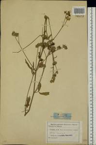 Althaea cannabina L., Eastern Europe, Rostov Oblast (E12a) (Russia)