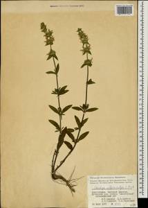 Stachys atherocalyx K.Koch, Caucasus, Azerbaijan (K6) (Azerbaijan)