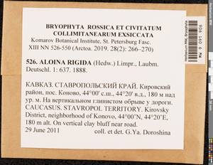 Aloina rigida (Hedw.) Limpr., Bryophytes, Bryophytes - North Caucasus & Ciscaucasia (B12) (Russia)