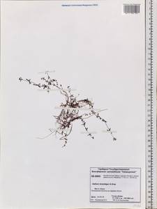 Galium trifidum subsp. trifidum, Siberia, Central Siberia (S3) (Russia)