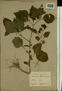Solanum nigrum L., Eastern Europe, Rostov Oblast (E12a) (Russia)
