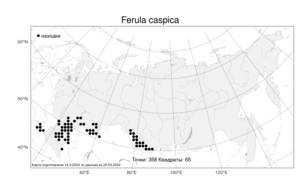 Ferula caspica M. Bieb., Atlas of the Russian Flora (FLORUS) (Russia)